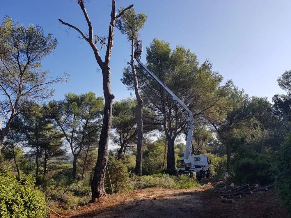 Élagueur-grimpeur à Fuveau